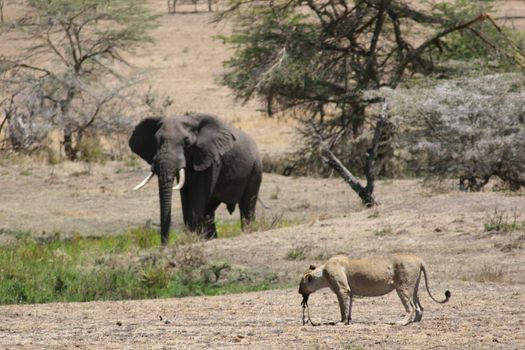 lion in blood after hunting and elefant wild dangerous mammal africa savannah Kenya