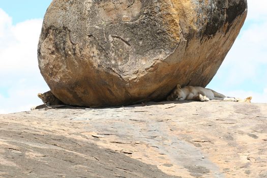 sleeping lion under rock wild dangerous mammal africa savannah Kenya