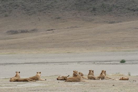 lion group wild dangerous mammal africa savannah Kenya