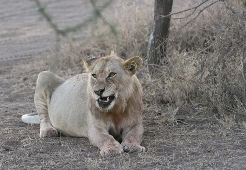 lion wild dangerous mammal africa savannah Kenya