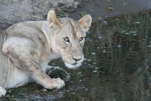 lion near watering place wild dangerous mammal africa savannah Kenya