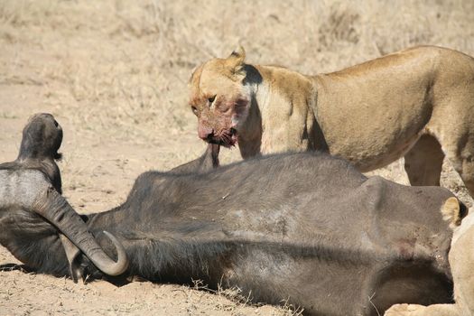 lion eating bull in blood after hunting wild dangerous mammal africa savannah Kenya