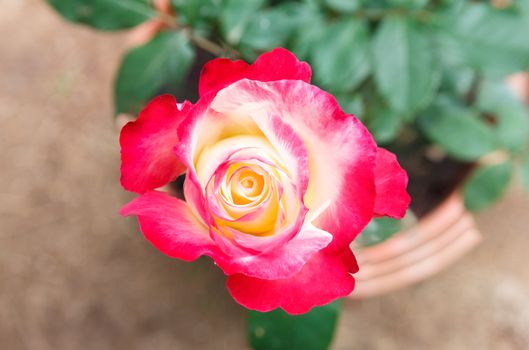 Macro pic of pink rose.