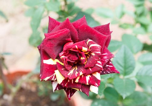 Closeup pic of striped red rose.