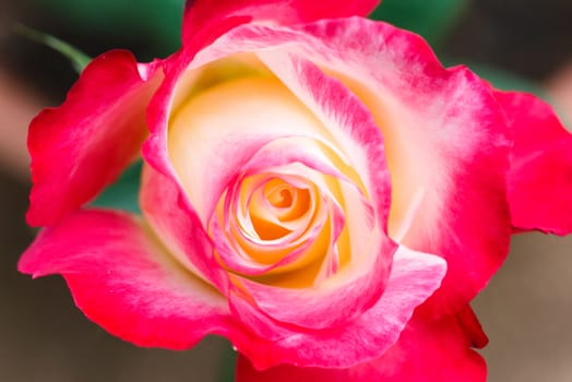 Macro pic of pink rose.