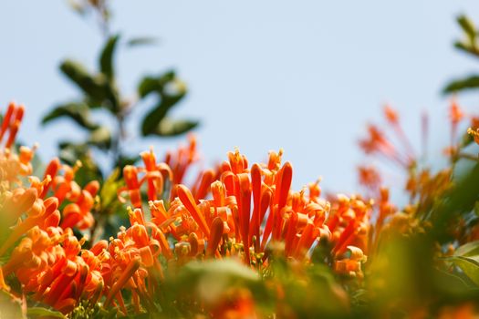 Trumpet honeysuckle flower with blue sky.