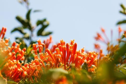 Trumpet honeysuckle flower with blue sky.