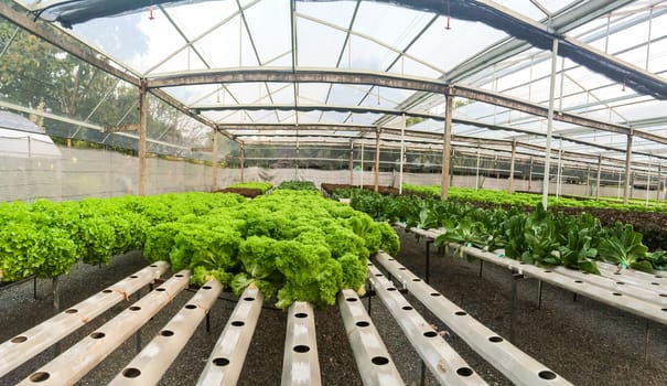 Row of organic lettuce in field.