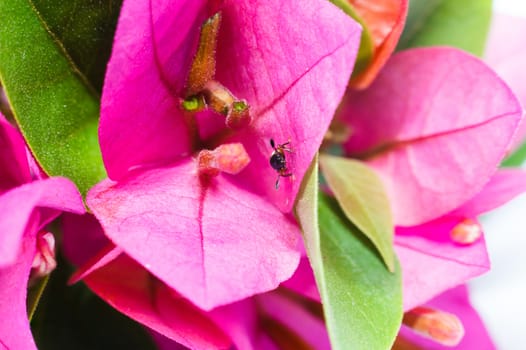 Little beetle on bougainvillea flower.