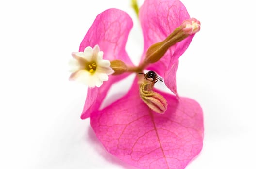 Little beetle on bougainvillea flower.