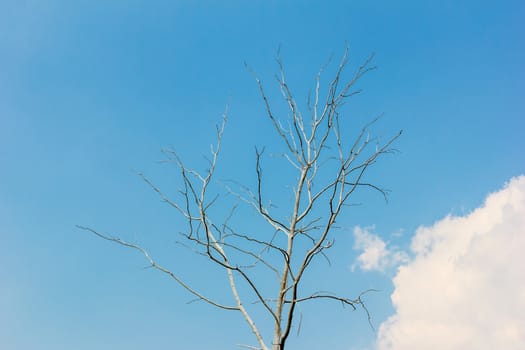 Dried tree with blue sky in background.