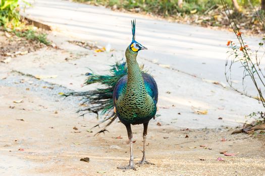 Wild peacock standing and looking.