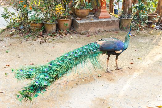 Wild peacock standing and looking.