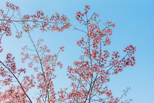 Himalayan cherry flower with blue sky in background.