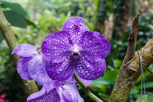 Purple orchid on tree with nature background.