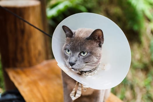 Gray cat wear cone at it's neck.