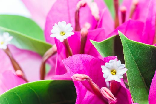 Macro pic of bougainvillea flower.