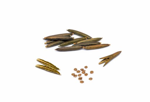 Isolated seed and pod of minnieroot (ruellia tuberosa) on white background.