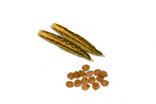 Isolated seed and pod of minnieroot (ruellia tuberosa) on white background.