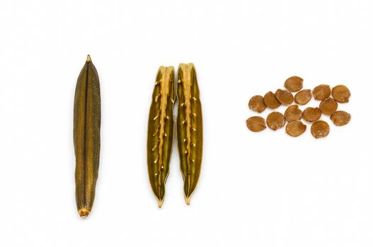 Isolated seed and pod of minnieroot (ruellia tuberosa) on white background.