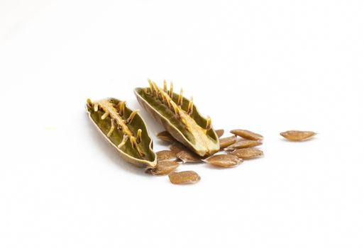 Isolated seed and pod of minnieroot (ruellia tuberosa) on white background.