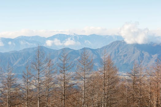 Dried tree with mountain view in background.