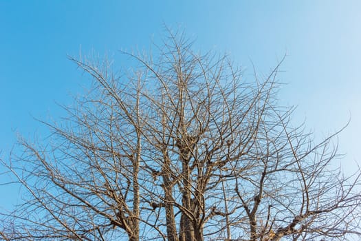 Dried tree with blue sky.