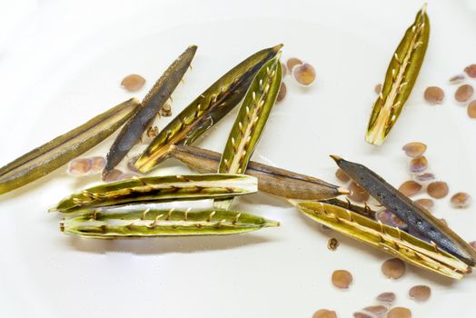 Minnie root pod and seed popping in water.