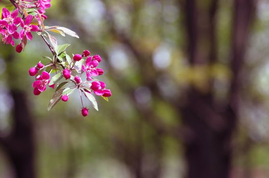 Chinese flowering crab-apple, wild apple flowers