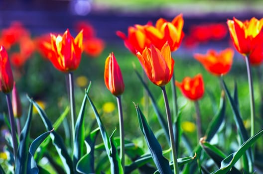 Spring background with tulips over natural background