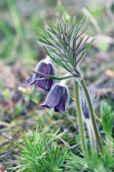 Pasque-flower growing in nature on sunset, macro spring floral background 