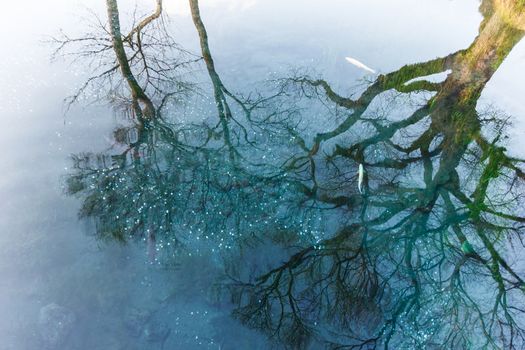 Tree reflect in pond at Oshino Hakkai, Japan.