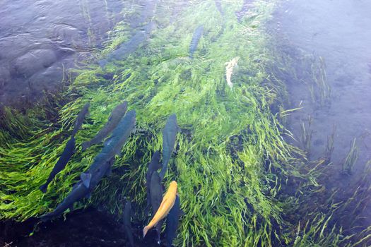 Trout swimming in pond at Oshino Hakkai,Japan.