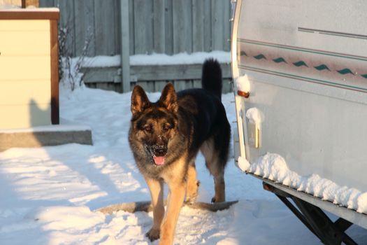 East European Shepherd in nature on a sunny day in winter