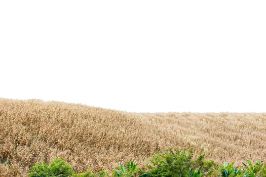 Isolated hill of dried yellow plant.