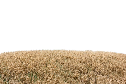 Isolated hill of dried yellow plant.