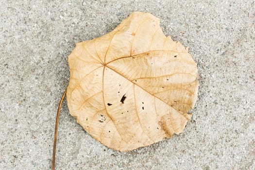 Dried leaf on ground.