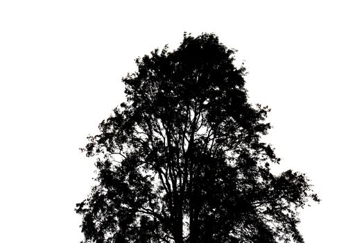 Tree silhouette on white background.