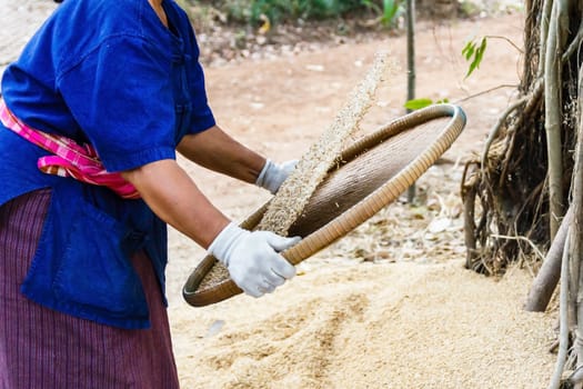 Thai farmer winnowing rice.