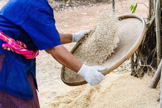 Thai farmer winnowing rice.