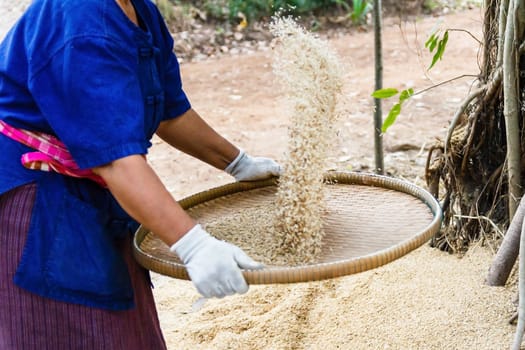 Thai farmer winnowing rice.