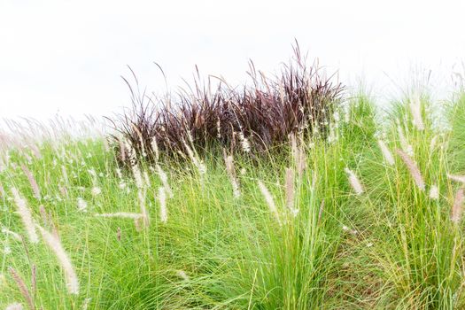 Green and purple mission grass with sky in background.