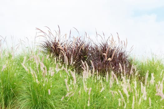 Green and purple mission grass with sky in background.