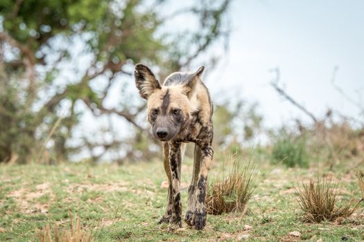 African wild dog walking towards the camera in the Kruger National Park, South Africa.