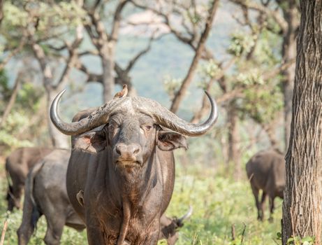 Starring Buffalo in the Kruger National Park, South Africa.