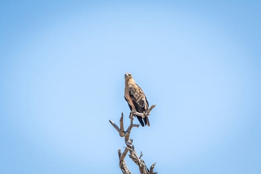 Lesser-spotted eagle in a tree in the Kruger National Park, South Africa.