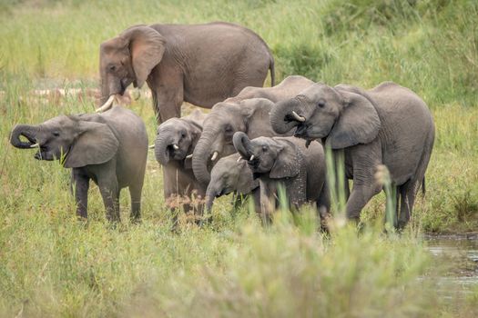 Elephant herd drinking in the Kruger National Park, South Africa.