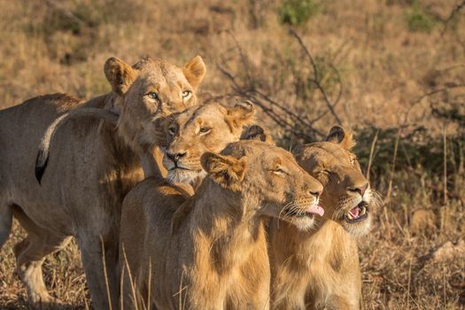 Four bonding Lions in the Kruger National Park, South Africa.