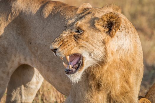 Growling Lion in the Kruger National Park, South Africa.