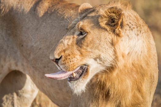 Lion sticking his tongue out in the Kruger National Park, South Africa.
